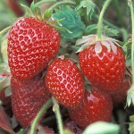 Strawberry Image