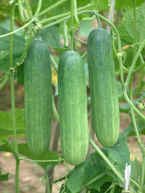 Cucumber_Taksin_B.86164422