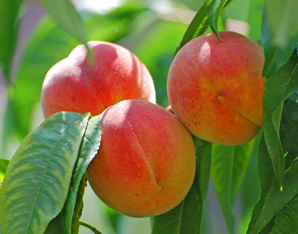 Fresh Fruit Veggie Of The Month Pasco Student Wellness